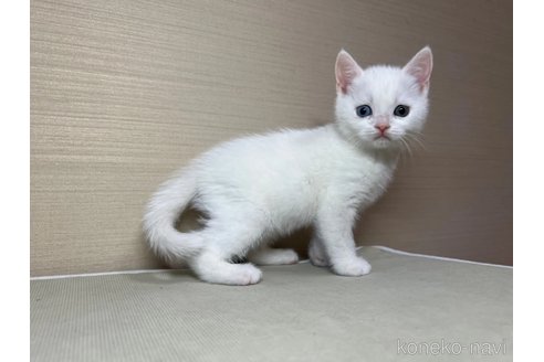 成約済の茨城県のスコティッシュフォールド-102839の3枚目